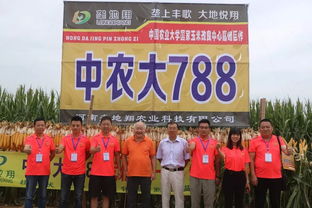 熱害頻繁,選擇玉米品種關鍵要耐高溫 抗倒伏 豫玉壟地翔這次出手不凡