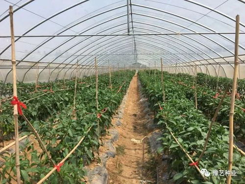 豫藝種業(yè)2018早春瓜菜新優(yōu)品種觀摩會(huì)邀請(qǐng)函