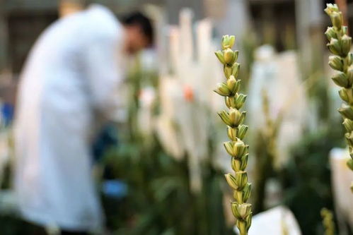 種業(yè)翻身路徑千萬(wàn)條,抓住這個(gè) 牛鼻子 是第一條