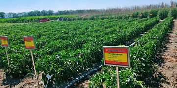 新疆絲路種業(yè)大會(huì)優(yōu)品推介評(píng)選結(jié)果新鮮出爐