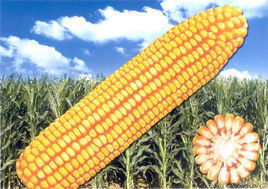 重磅消息 登海種業 隆平高科 順鑫農業 東方海洋