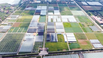 云南:扛牢使命擔(dān)當(dāng) 壯大滇系種業(yè)