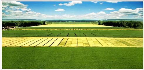 從種業大區向強區邁進