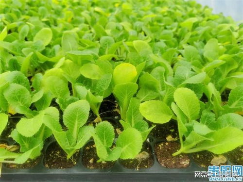 貴陽市出臺 五大措施 加快山地特色種業(yè)高質(zhì)量發(fā)展