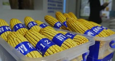 渭南:陜西&ldquo;米袋子&rdquo;&ldquo;果盤子&rdquo;&ldquo;菜籃子&rdquo;&ldquo;肉案子&rdquo;&ldquo;奶瓶子&rdquo;