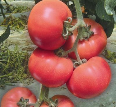 進(jìn)口高產(chǎn)大棚專用凱撒2008番茄種子 點(diǎn)亮有機(jī)蔬菜基地的未來