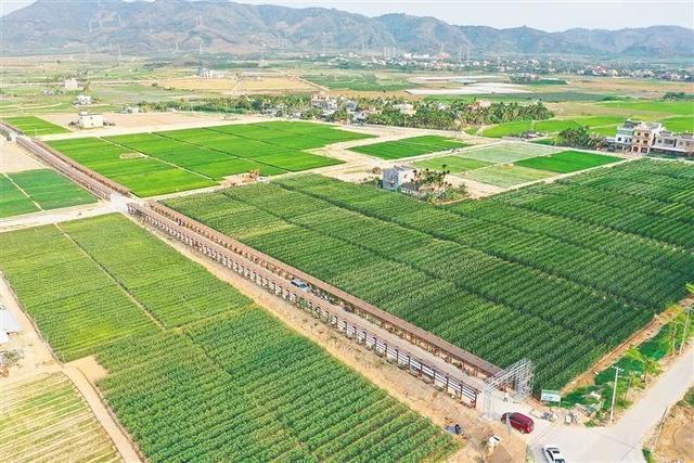 深度參與南繁產(chǎn)業(yè)建設(shè)，海墾南繁產(chǎn)業(yè)集團(tuán) 打造種業(yè)新力量