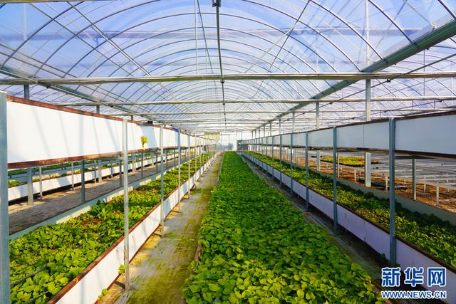 深圳市農(nóng)檢中心舉辦專題宣講 筑牢安全屏障，護(hù)航種業(yè)安全